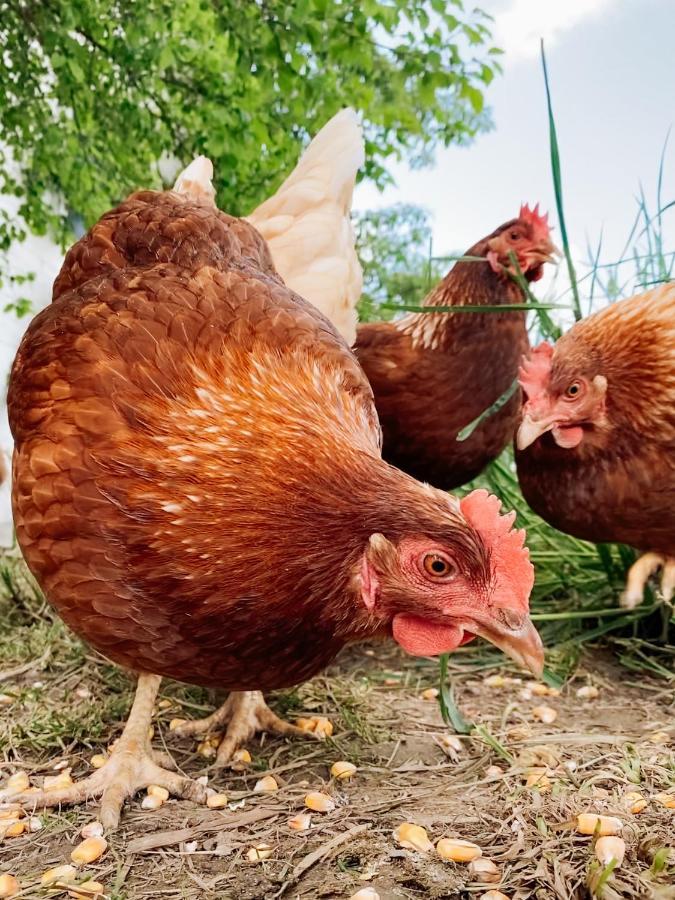 Grainmeisterhof Niederwaldkirchen Ngoại thất bức ảnh